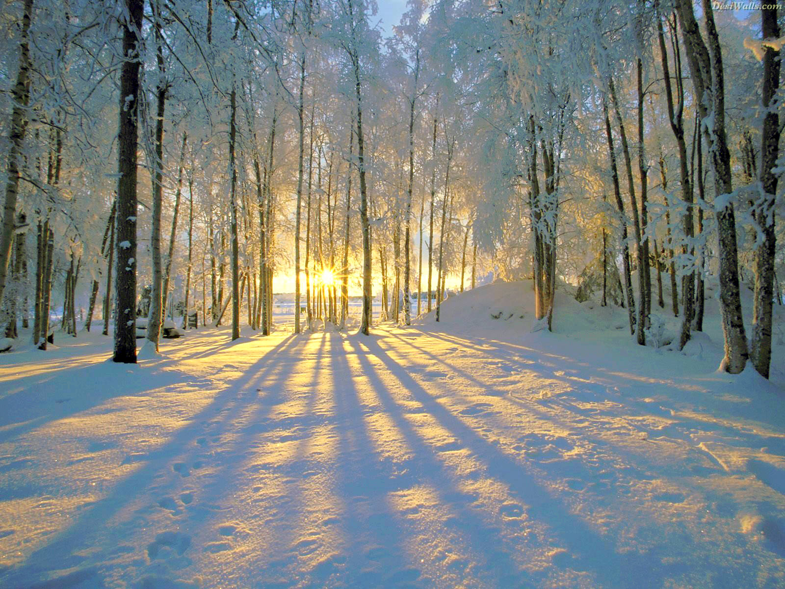 snowshoe sunset