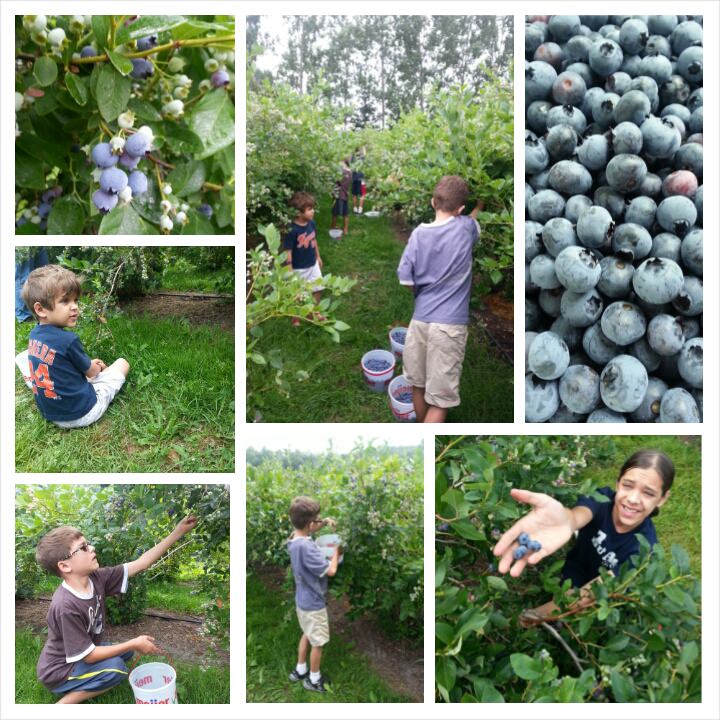 The Sons at work, picking fresh berries.